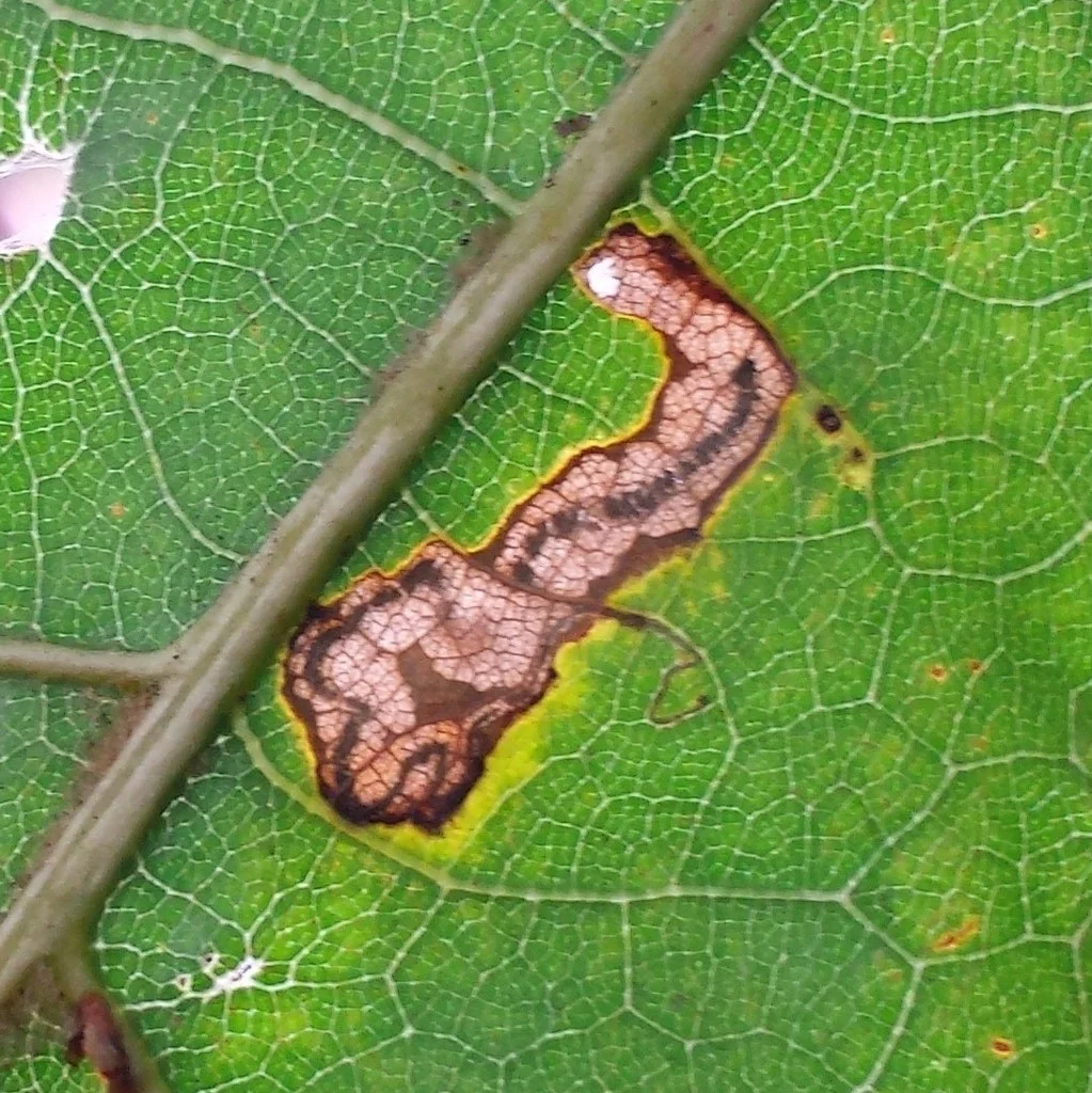 Leaf Miner
